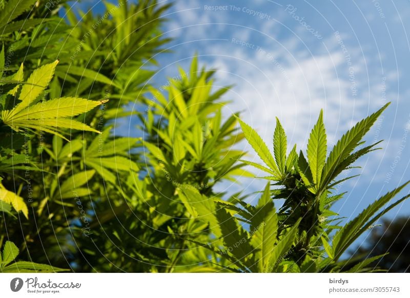 Cannabispflanze im Freiland Alternativmedizin Rauchen Rauschmittel Medikament Pflanze Himmel Schönes Wetter Blüte Nutzpflanze Cannabisblatt Wachstum authentisch