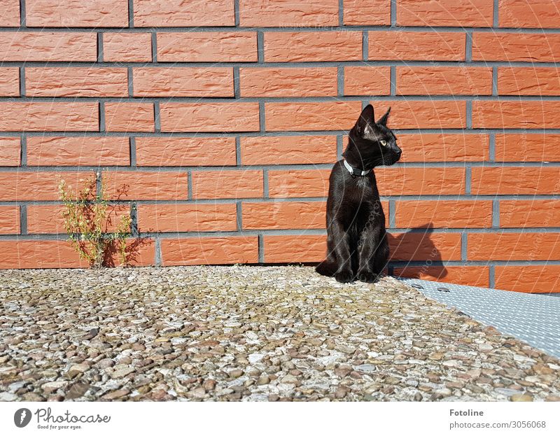 Wo bleibt mein Personal? Umwelt Natur Urelemente Erde Sommer Pflanze Tier Haustier Katze Fell 1 hell nah natürlich Wärme braun schwarz Wand Backstein Unkraut