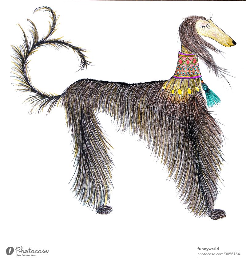Der edle Afghane Tier Haustier Hund 1 außergewöhnlich schön Windhund edel dünn Schmuck Hundehalsband Statussymbol ruhig schick Schwanz mehrfarbig Menschenleer