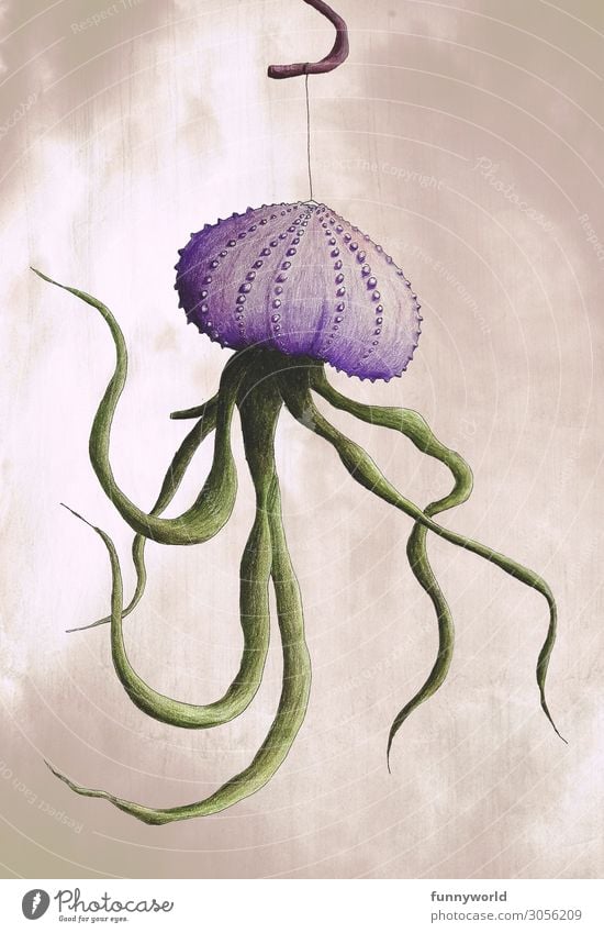 Muschelkrakenpflanze Pflanze hängen außergewöhnlich trendy schön Kaktus Sukkulenten Kraken grün Grafik u. Illustration violett Freisteller Zeichnung