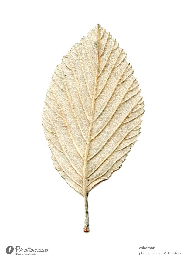 Blatt Natur Pflanze Baum ästhetisch authentisch braun grün weiß Rückseite Hintergrundbild Haare Härchen Botanik pflanzlich Textfreiraum Herbst Herbstlaub