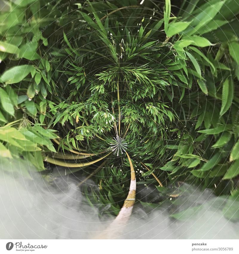 nebulös | smoke area Natur Pflanze Sommer Sträucher Grünpflanze exotisch Garten Park Krise nachhaltig protestieren Rettung skurril Umweltverschmutzung