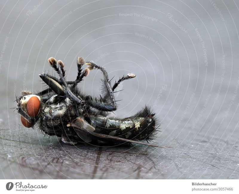 Tote Fliege Tod Schädlingsbekämpfung Insekt insektizid Flügel Schmeißfliege lästig vernichten vergiftet Schädlinge Behaarung Facettenauge Ekel Detailaufnahme