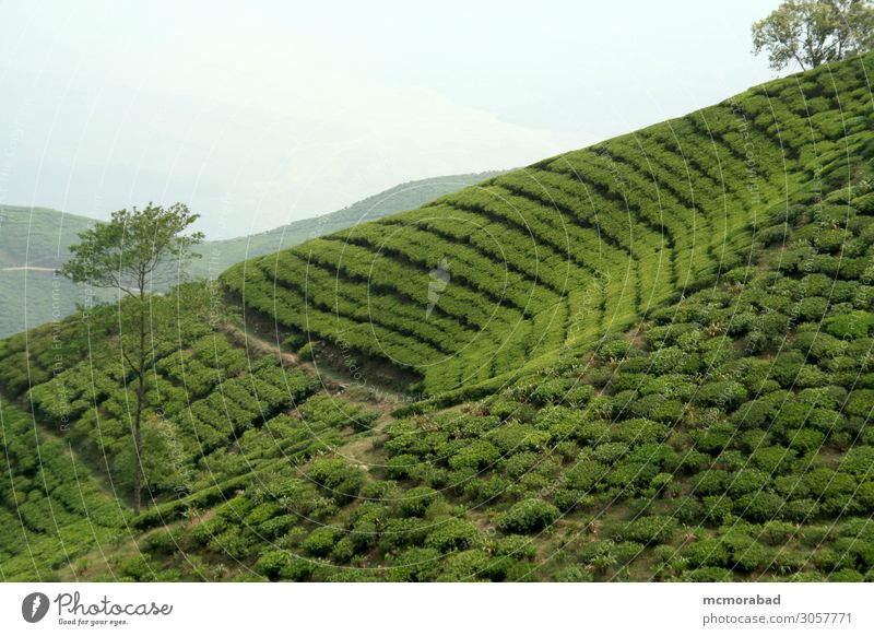 Teegarten am Berghang Getränk Design Berge u. Gebirge Natur Pflanze Feld Hügel hell grün Farbe trinken brilliant schillernd Reittier nachlässig geneigt Neigung