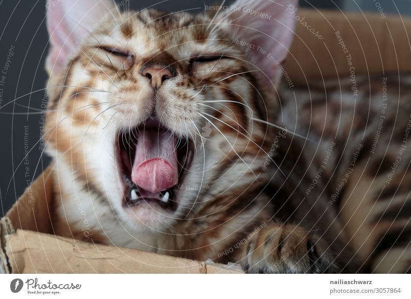 Bengal Katze Freude Erholung Tier Haustier Tiergesicht Fell Krallen bengal katze 1 Tierjunges Karton Schachtel schlafen Spielen niedlich schön wild weich