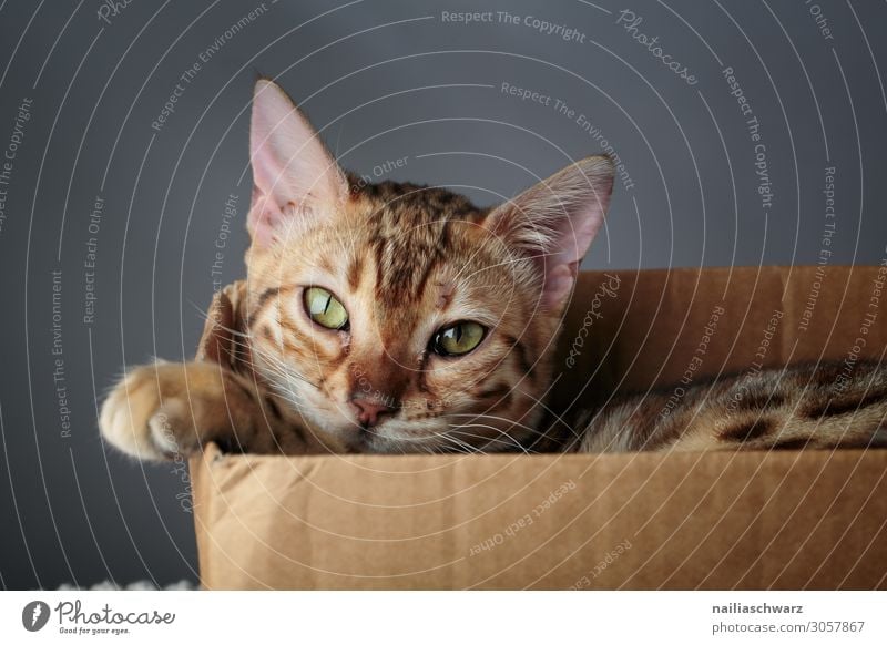 Bengal Katze Lifestyle Freude Erholung Tier Haustier Tiergesicht Pfote 1 Tierjunges Schachtel Verpackung Karton beobachten frech kuschlig Neugier niedlich schön