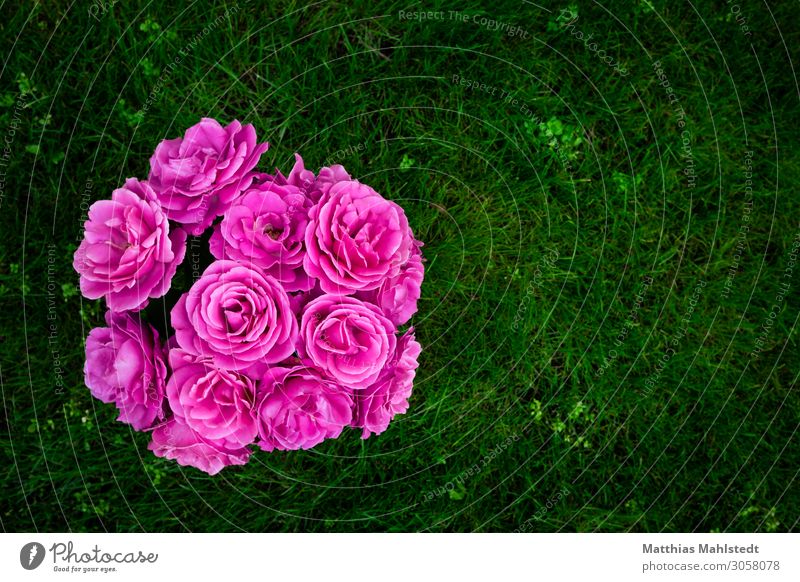 Ein Strauß Rosen Umwelt Natur Pflanze Sommer Blüte Blumenstrauß Blühend ästhetisch Duft frisch grün rosa Glück Lebensfreude Sympathie trösten dankbar Farbfoto