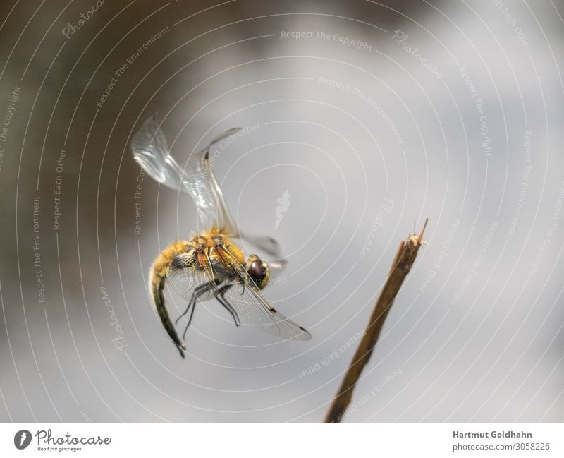 Ein große gelbe Libelle im Flug fotografiert. Sommer Natur Tier Groß Libelle 1 Ast Beine Fluginsekt Flügel Gewässer Insekt Jahreszeiten Landung Odonata