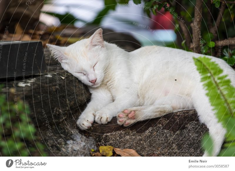 Schlafende Tempelkatze Tier Haustier Katze 1 schlafen träumen Warmherzigkeit Tierliebe Farbfoto Außenaufnahme Tag Tierporträt geschlossene Augen