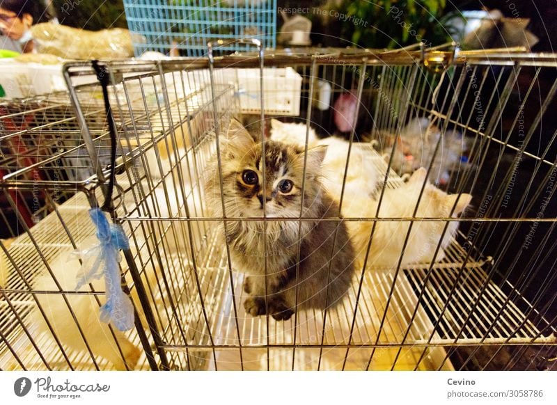 Kauf mich! Tier Haustier Katze Streichelzoo 1 niedlich Hauskatze Käfig gefangen verkaufen Thailand Asien süßer Blick Katzenauge Tierjunges Marktstand Markttag