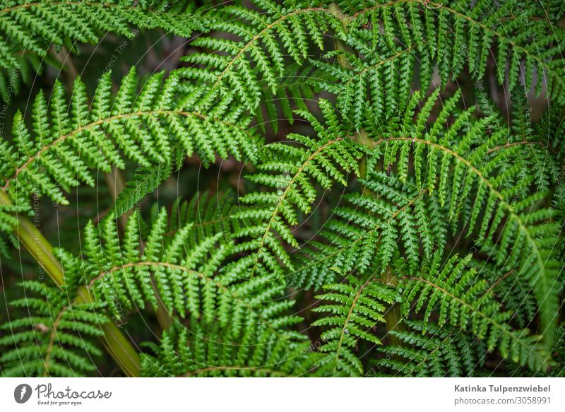 Grün grün grün grün Natur Pflanze Sommer Farn schön Wald frisch Blatt Außenaufnahme natürlich Naturphänomene Schatten Licht formatfüllend Klima Menschenleer