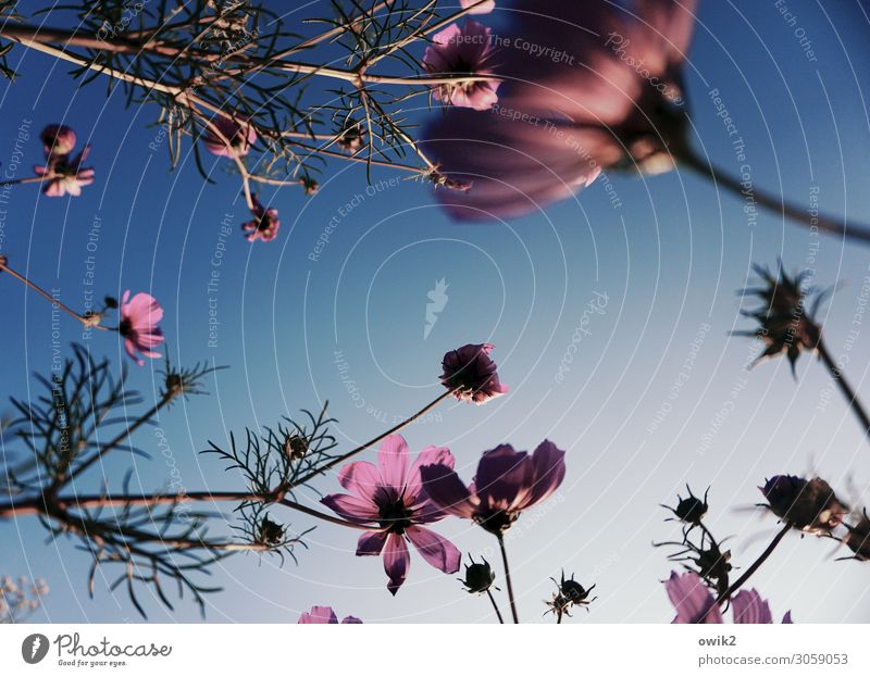 Geflecht Umwelt Natur Pflanze Wolkenloser Himmel Schönes Wetter Schmuckkörbchen Blüte Stengel Garten Wiese berühren Bewegung Blühend Wachstum frisch viele blau