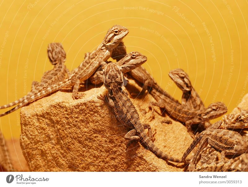 Geckos Tier Tiergruppe schlafen Blick Reptil Farbfoto Menschenleer Hintergrund neutral