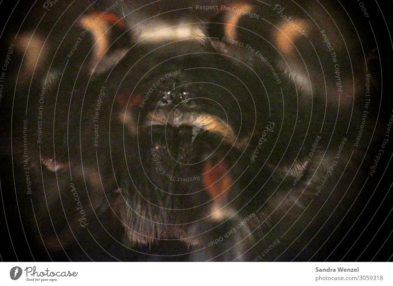 Vogelspinne Klima Klimawandel Urwald Tier Spinne 1 Blick Tarantel Farbfoto Menschenleer Nacht Schatten Silhouette Tierporträt Blick in die Kamera