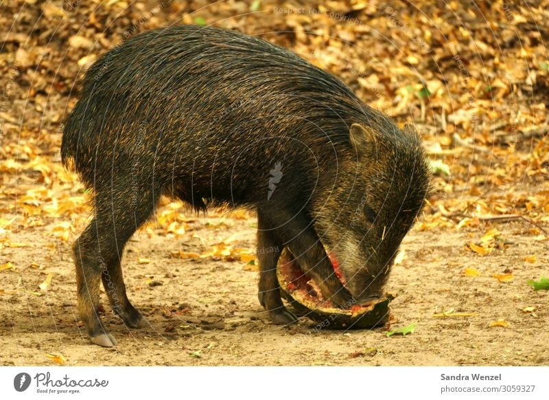 Wildschweinbaby Tier Wildtier 1 Tierjunges Fressen stehen Schwein Farbfoto Menschenleer Zentralperspektive