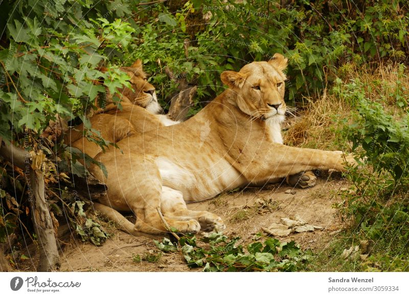 Löwenpaar Tier Nutztier Zoo 2 beobachten hängen schlafen Löwin Landraubtier Großkatze Raubkatze Farbfoto Außenaufnahme Menschenleer Tag Zentralperspektive