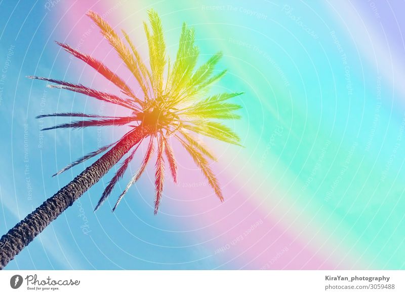 Abstrakt eine Palme vor farbigem Himmelshintergrund mit Regenbogen Handfläche Paradies abstrakt Hintergrund Strand blau hell Kokosnuss farbenfroh Konzept