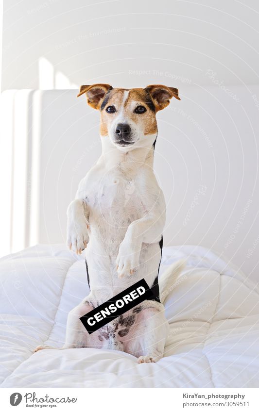 Süßer Jack Russell Hund im Schlafzimmer mit zensiertem Etikett Lifestyle Bildschirm Haustier klein lustig nackt niedlich Sicherheit Schutz Geborgenheit loyal