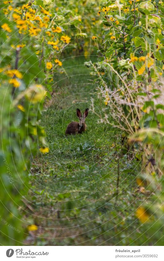 Lauscher Tier Pflanze Blume Sonnenblume Garten Wildtier Hase & Kaninchen 1 gelb grün 2019 Hochformat Säugetier Farbfoto Außenaufnahme Textfreiraum oben