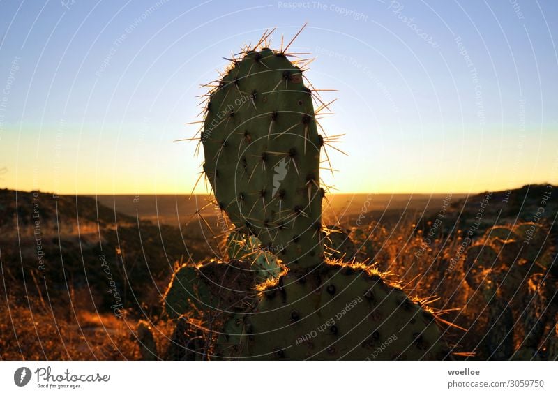 Kaktus Ausflug Abenteuer Ferne Freiheit Natur Landschaft Wolkenloser Himmel Sonnenaufgang Sonnenuntergang Felsen Wüste USA Texas Amerika blau braun gelb gold