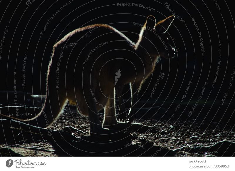 kangaroo Silhouette Känguruh Tier einfach exotisch Originalität Inspiration Logo Hintergrundbeleuchtung Piktogramm Hintergrund neutral Schatten Lichterscheinung