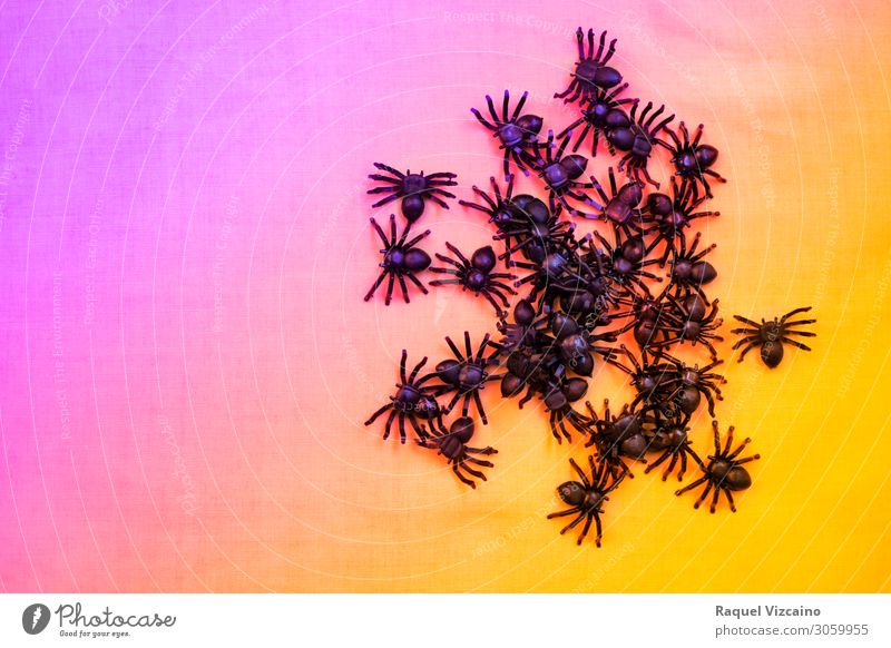 Eine Gruppe von schrecklichen schwarzen Spinnen. Tapete Halloween Tier Herbst Tiergruppe hässlich violett orange Entsetzen Angst Insekt Spinnentier Spinnennetz