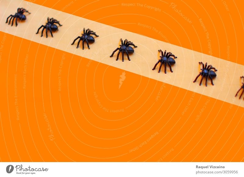 Schreckliche Halloween Taranteln Tapete Tier Spinne Herde orange schwarz Entsetzen Insekt Spinnentier Spinnennetz Arachnophobie Hintergrund giftig Schrecken