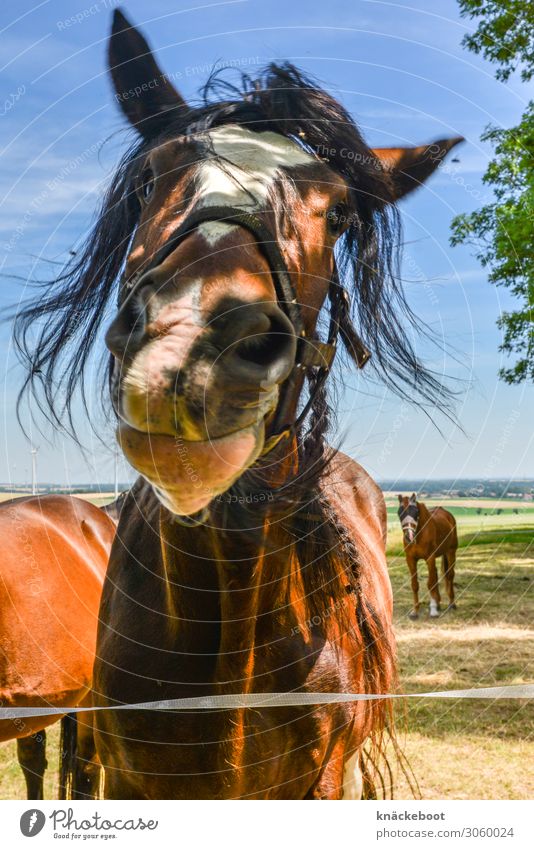 lucky horse Reiten Sommer Reitsport Landschaft Tier Pferd 3 Tiergruppe beobachten Freundlichkeit Zufriedenheit Tierliebe friedlich Neugier ruhig Farbfoto