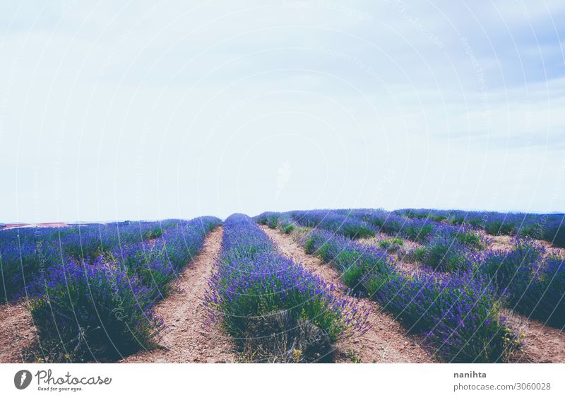 Schöne Lavendelfelder in Blütezeit Kräuter & Gewürze schön Alternativmedizin Medikament Duft Sommer Natur Landschaft Himmel Horizont Blume Blühend Wachstum