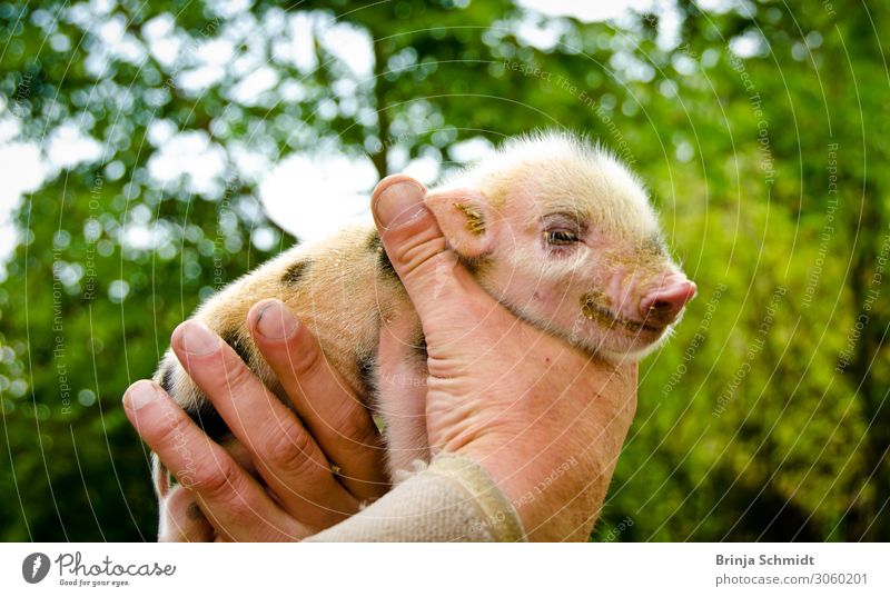 Schweinchen im Glück Natur Ferkel Hängebauchschwein Tierbaby 1 Tierjunges berühren Lächeln Fröhlichkeit Gesundheit klein nah natürlich niedlich rosa