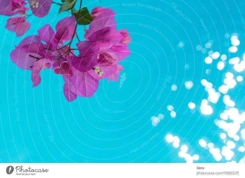 Blumen am Pool Erholung Meditation Schwimmbad Tourismus Griechenland Leichtigkeit Bougainvillea rosa türkis Farbfoto Außenaufnahme Menschenleer