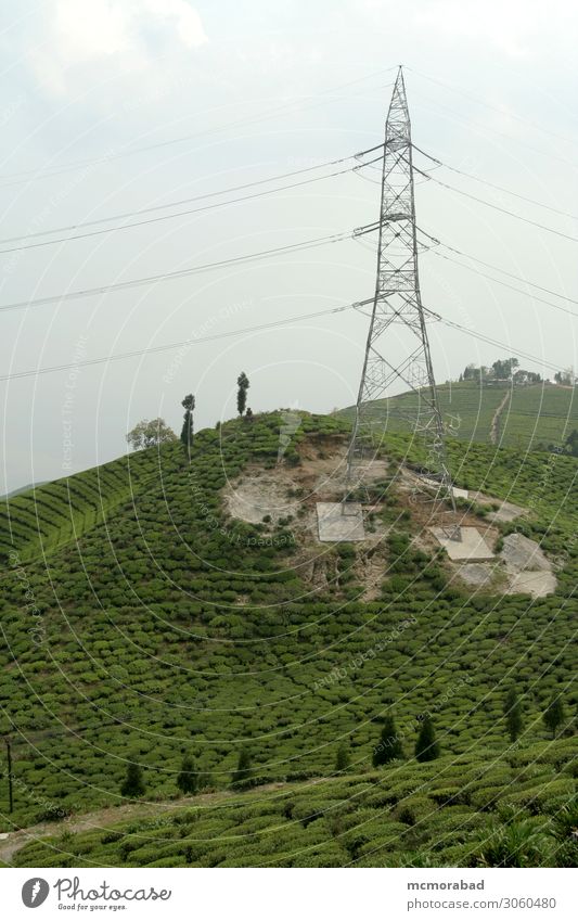 Turm im Teegarten Berge u. Gebirge Landschaft Pflanze Hügel grün elektrisch Hochspannung Kabel Draht Linien Feldfrüchte einbringen produzieren Schonung
