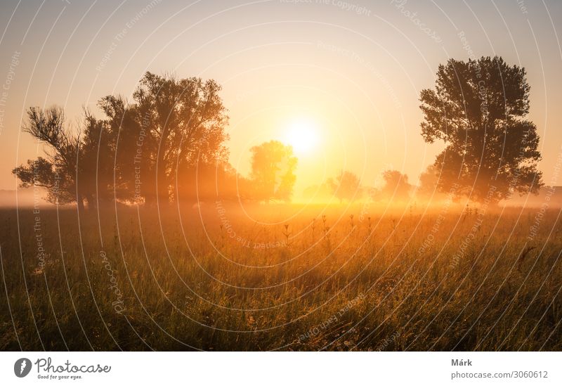 Magische Stunde im goldenen Grasland mit glühendem Tau bei Sonnenaufgang. Sonnenaufgang über den Bäumen im magischen Grasland, Ungarn Sommer Morgen Landschaft