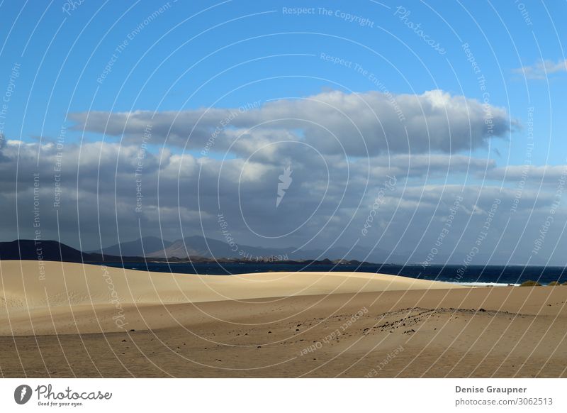 Sand dunes on Fuerteventura Spain Lifestyle Ferien & Urlaub & Reisen Sommer Strand Umwelt Natur Landschaft Tier Klima Schönes Wetter Wind Park Meer Insel desert