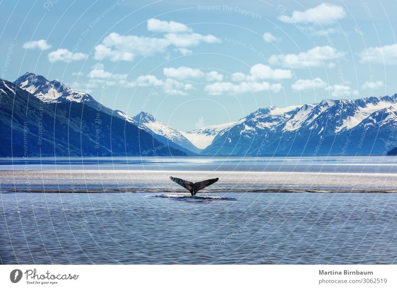 Buckelwalschweif mit eisiger Bergkulisse Alaska schön Ferien & Urlaub & Reisen Sommer Meer Winter Berge u. Gebirge Natur Landschaft Himmel Park Gletscher