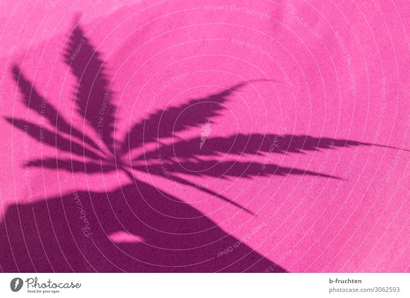 Schattendasein Alternativmedizin Pflanze Blatt Nutzpflanze Zeichen gebrauchen berühren festhalten frisch rosa Verbote Cannabis Rauschmittel Medikament