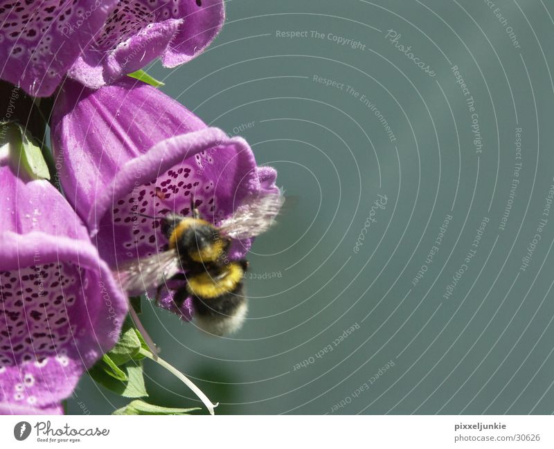 Anflug Biene zur Blüte Hönig sammeln
