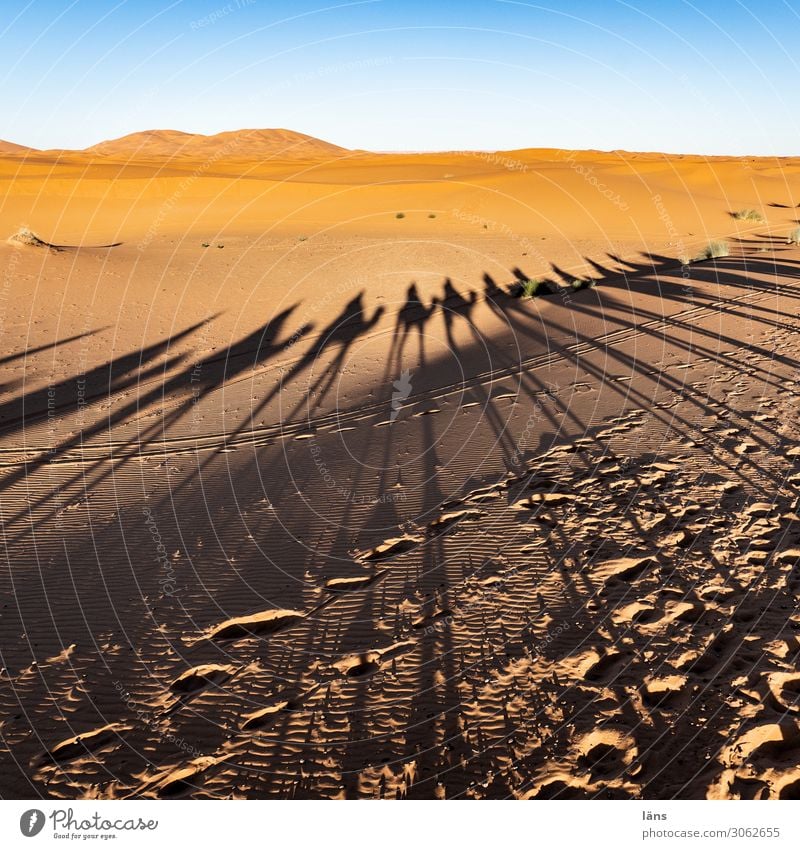 Karawane in der Wüste Ferien & Urlaub & Reisen Tourismus Ausflug Ferne Mensch Leben Menschenmenge Sahara Wege & Pfade Karavane Kamel Dromedar Tiergruppe blau