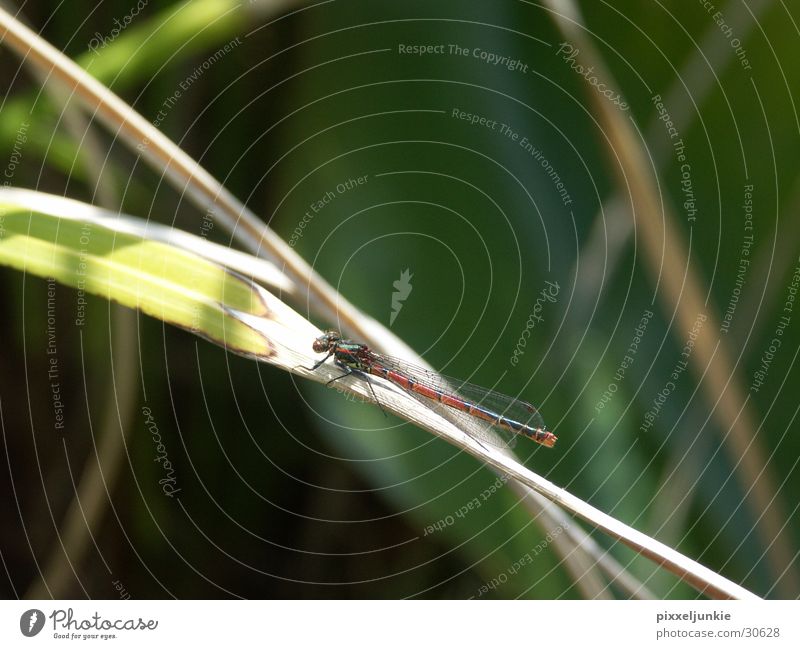 Libelle grün Insekt Flügel