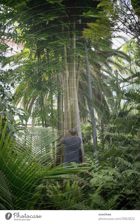 dschungel Urwald Botanik Botanischer Garten Gartenbau Gewächshaus Pflanze Baum Palme Blatt Palmengarten Innenaufnahme Baumstamm groß exotisch Mann Fotografieren