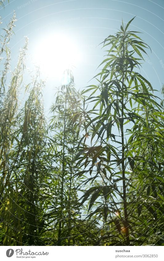 hanf im gegenlicht Hanf Pflanze Natur Garten Gartenbau Anbau züchten Cannabis THC ungesetzlich Alternativmedizin alternativ Rauschmittel Himmel Blatt Sommer