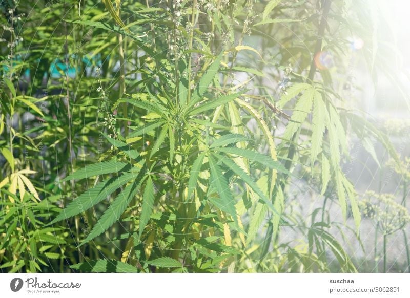 hanf (2) Hanf Pflanze Natur Garten Gartenbau Anbau züchten Cannabis THC ungesetzlich Alternativmedizin alternativ Rauschmittel Blatt Sommer Wachstum Pflege
