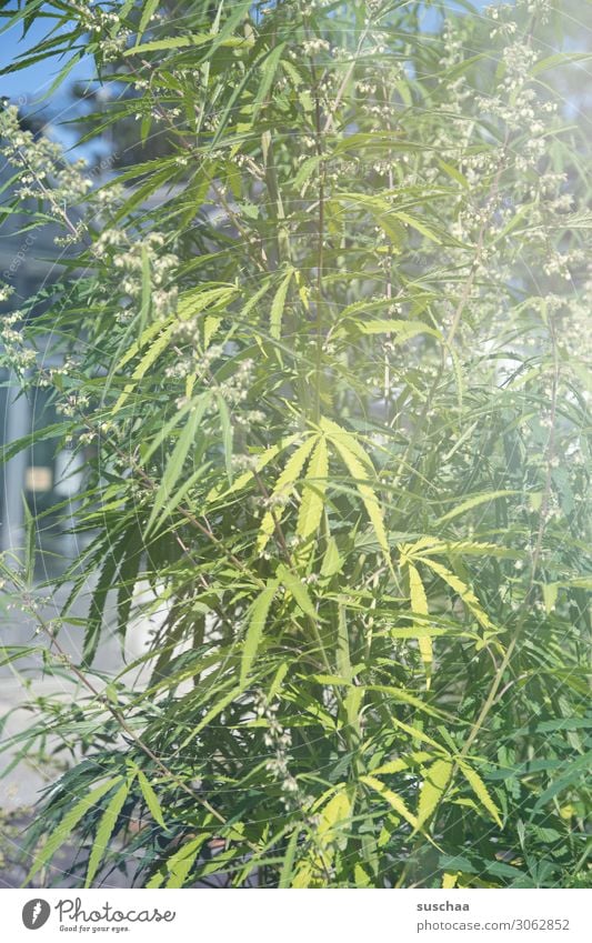 hanf Hanf Pflanze Natur Garten Gartenbau Anbau züchten Cannabis THC ungesetzlich Alternativmedizin alternativ Rauschmittel Blatt Sommer Wachstum Pflege