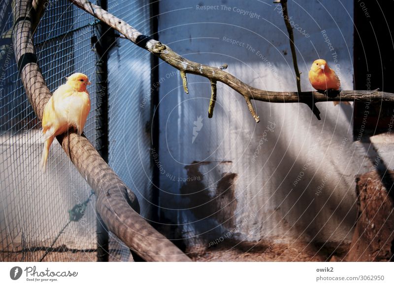 Vogelperspektive Zoo Käfig Gehege Ast 2 Tier beobachten hocken sitzen Traurigkeit exotisch geduldig Sorge Sehnsucht Fernweh Trägheit Langeweile Stress Trauer