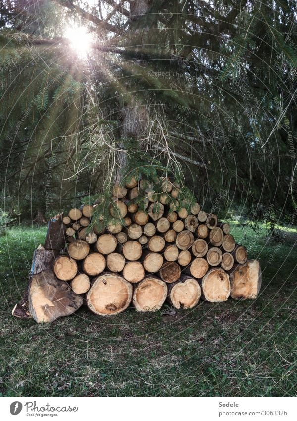 Kaminholzvorrat Landwirtschaft Forstwirtschaft Energiewirtschaft Natur Sonne Baum Nutzpflanze Fichtenwald Wald Rohstoffe & Kraftstoffe Stapel Holzstapel Vorrat