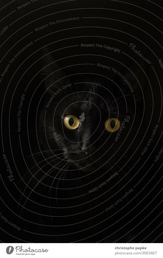 Schwarze Katze schaut in Kamera vor schwarzem Hintergrund 1 Mensch Tier Haustier Tiergesicht beobachten Neugier Hauskatze Katzenauge Katzenkopf Farbfoto