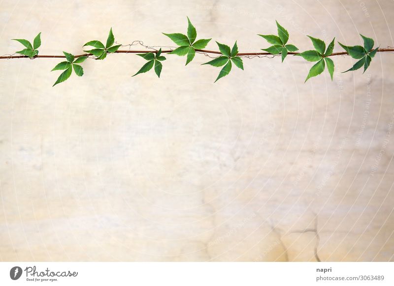 Blättergirlande mit Textfreiraum Blatt grün beige Patina Wand Girlande Romantik natürlich gerade copy space Frühling Sommer Pflanze Hintergrundbild puristisch