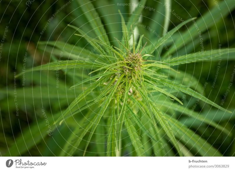 Cannabis Alternativmedizin Pflanze Hanf Blatt Nutzpflanze Wachstum grün Rauschmittel Cannabisblatt Medikament Politik & Staat Gesellschaft (Soziologie) positiv