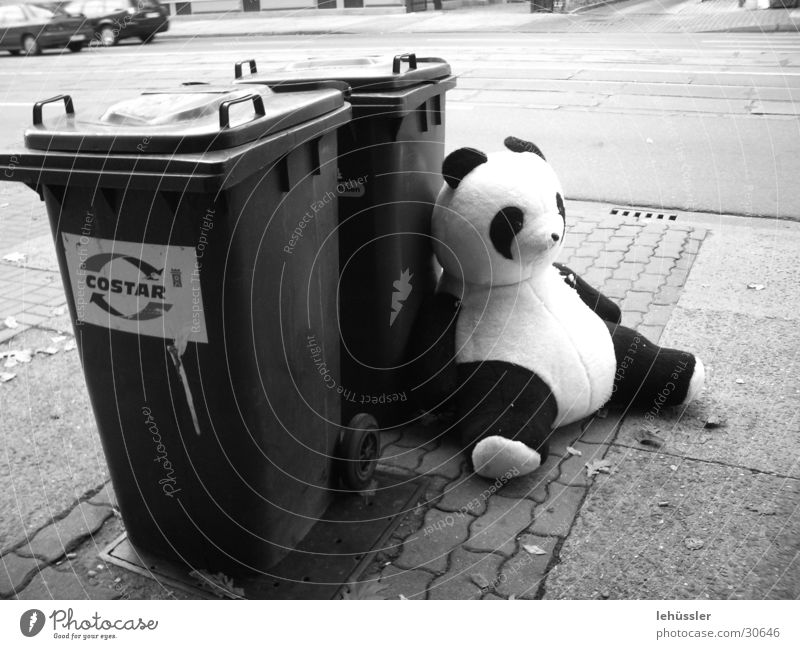 panda macht pause Panda Müll schwarz weiß Pause Grauwert obskur Bär sitzen Straße PKW ... Pflastersteine