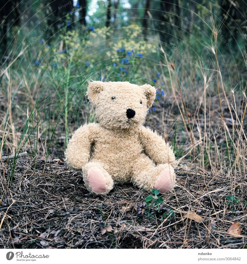 verlassener brauner Teddybär sitzend Freude Sommer Kindheit Natur Tier Sand Park Wald Straße Pelzmantel Spielzeug Puppe alt klein lustig natürlich niedlich